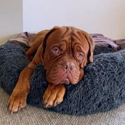 Pawsthetic Premium Bett Kuschelhimmel